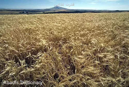 قدرت غذایی